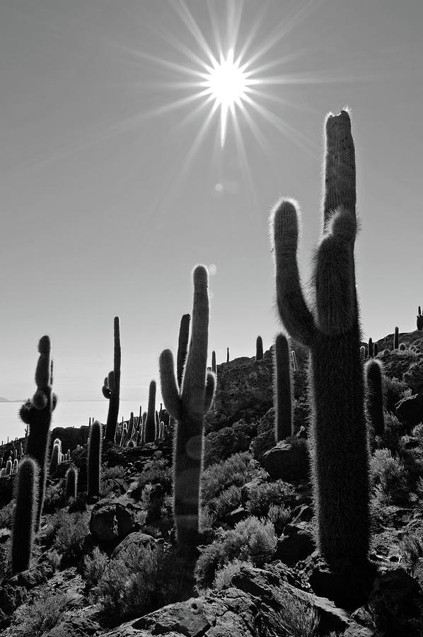 White Sun And Dark Cactus by Bbuong