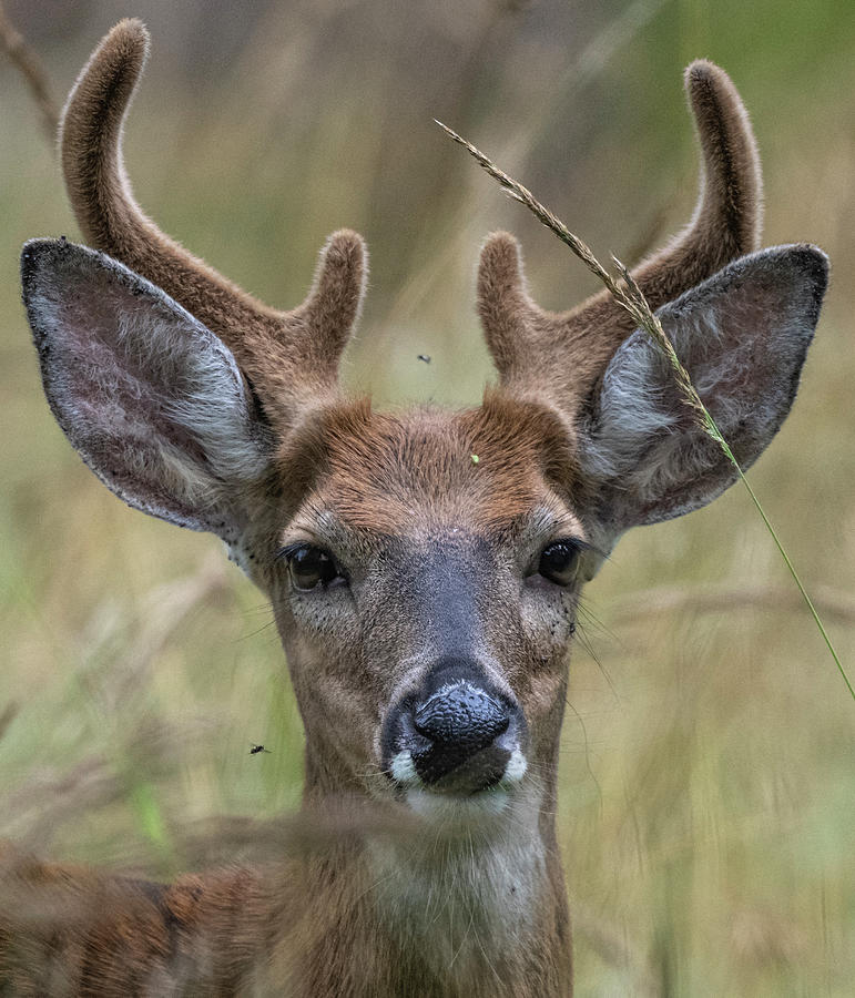 White-tailed Deer Male, Head Portrait, Ears Covered In by Jussi