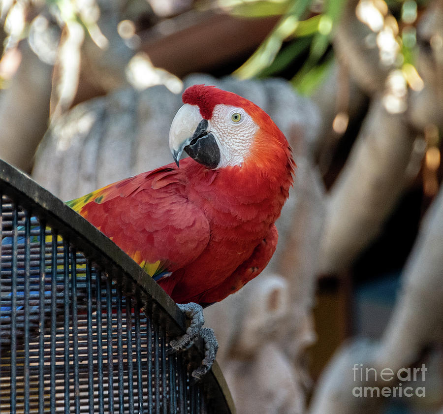 Whos Looking at me Photograph by Abigail Diane Photography