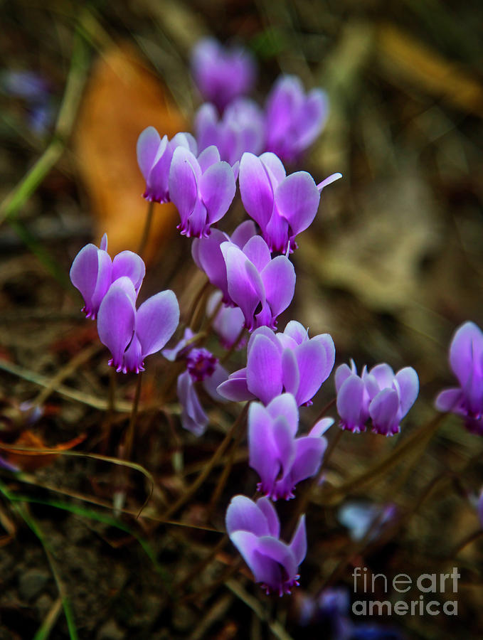 Wild Cyclamen Hederifolium Photograph by Bruce Block