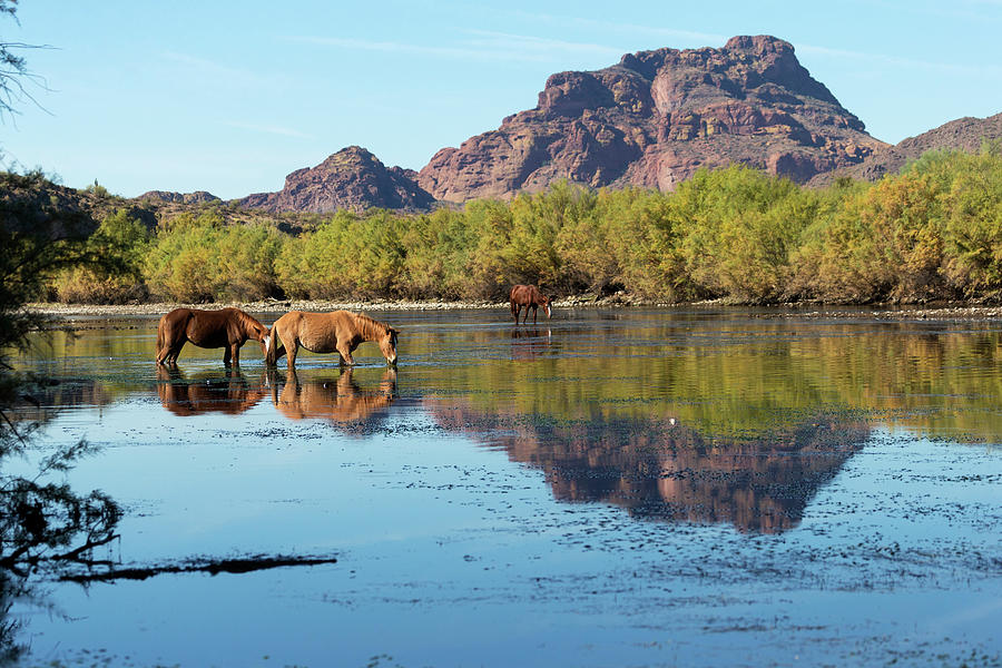 Wild Horses In A River Digital Art by Kristel Richard