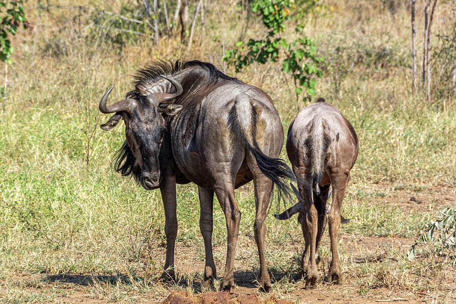 Wildebeest Wandering Photograph by Douglas Wielfaert