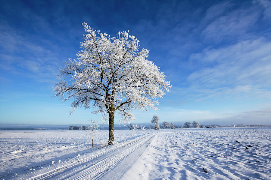 Winter Tree Entourage Winter Tree In Winter Landscape, Small by Roine Magnusson