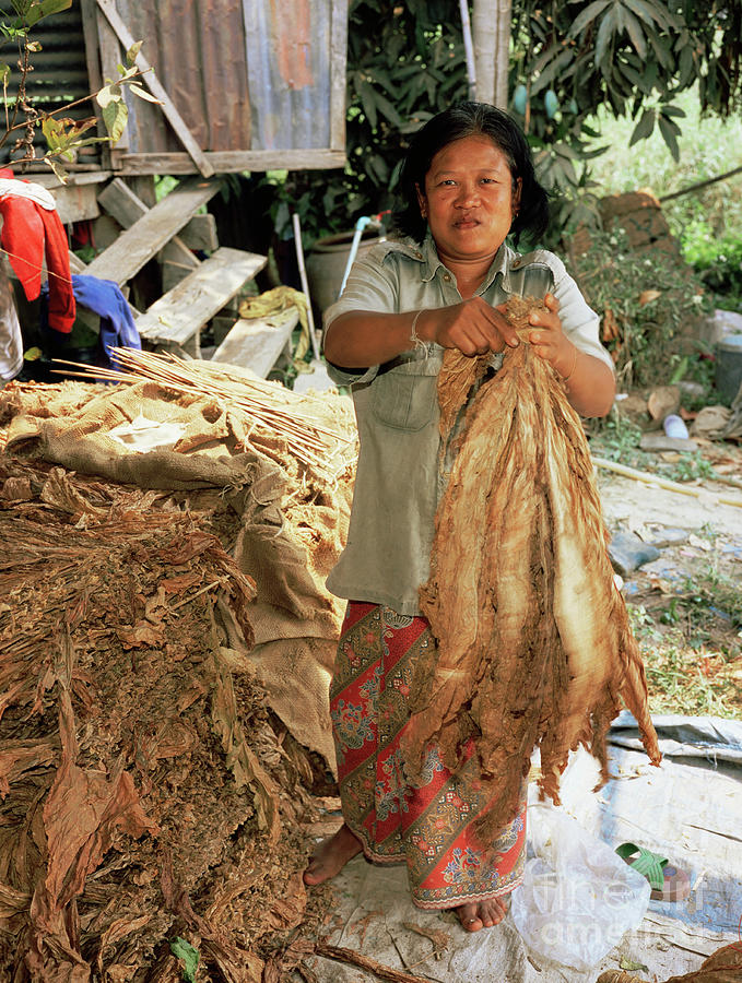 drying tobacco leaves at home Woman Drying Tobacco Leaves by Bjorn Svensson / Science Photo Library