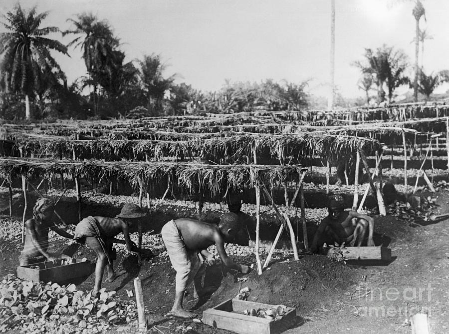tobacco plantation Working On A Tobacco Plantation by Bettmann