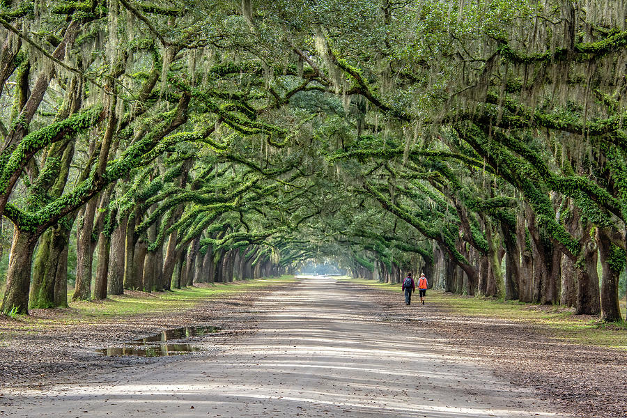 Wormsloe Wandering Photograph by Douglas Wielfaert