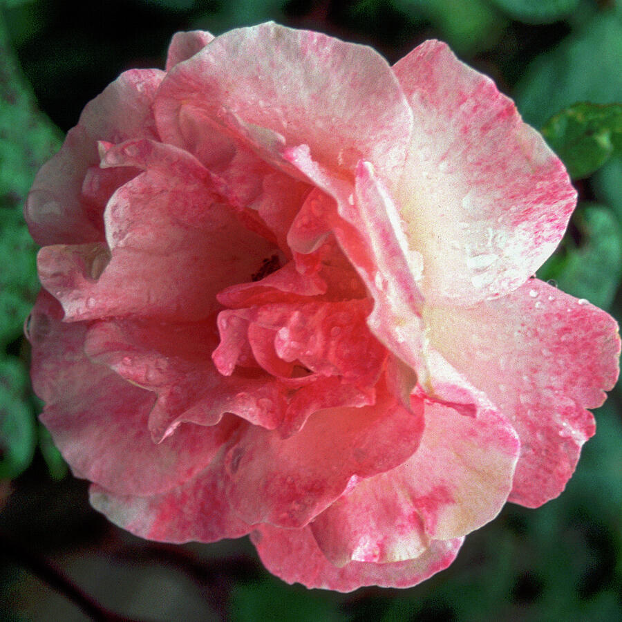 Delicate Pink Rose Bloom Photograph - A single old style pink rose #1 by Seeables Visual Arts
