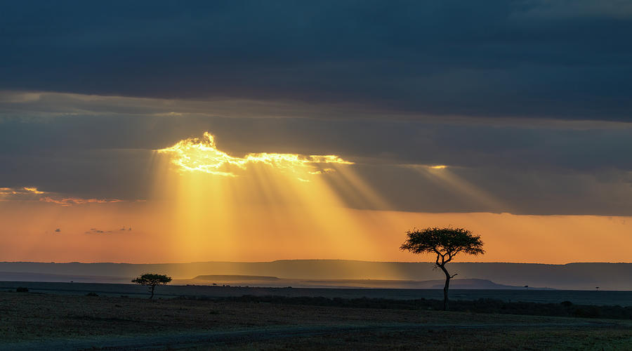 Acacia #1 Photograph by Jon Snyder