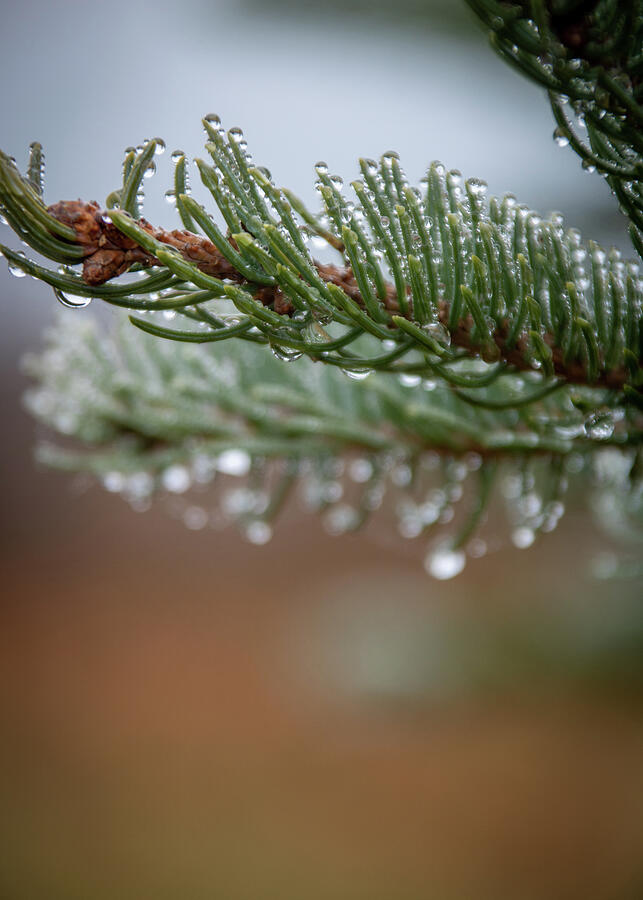 Almost Winter #1 Photograph by Linda Triplett