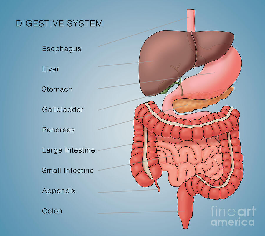 Anatomy of Digestive System, Illustration. #1 by Monica Schroeder