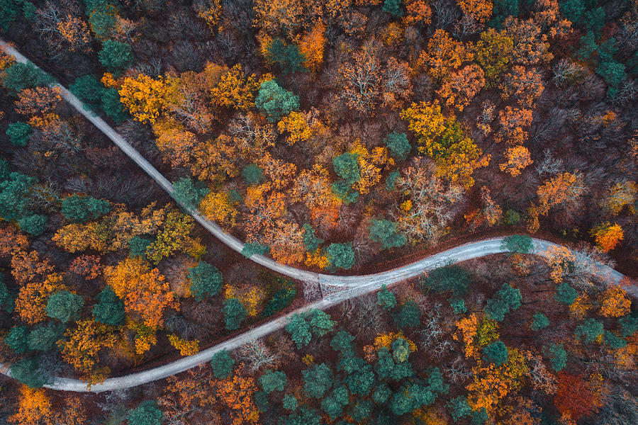 Autumn Road #1 Photograph by Borchee
