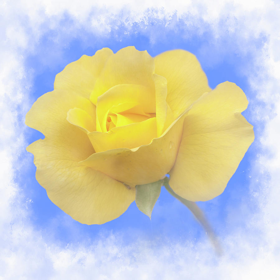 Beautiful rose #1 Photograph by Sue Leonard