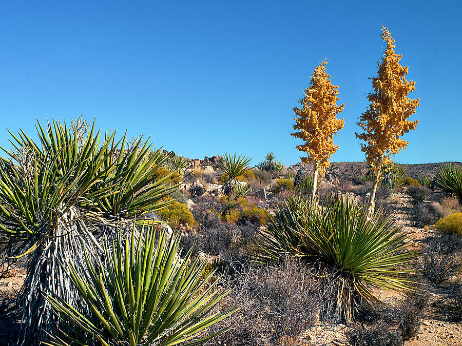 Been Through the Desert #1 Photograph by Joe Schofield