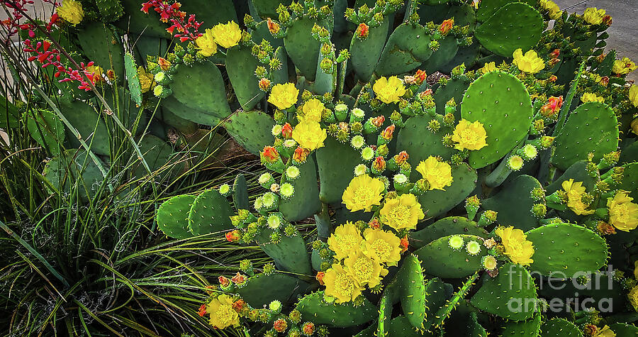 Blooming Texas Prickly Pear Cactus 6 Photograph by Ron Long Ltd Photography