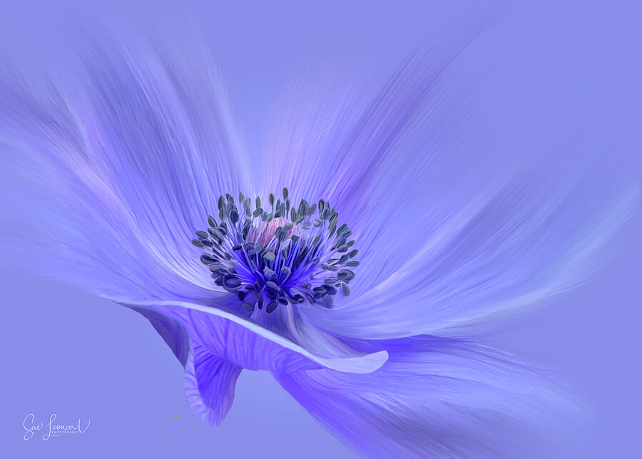 Blue Anemone #1 Photograph by Sue Leonard