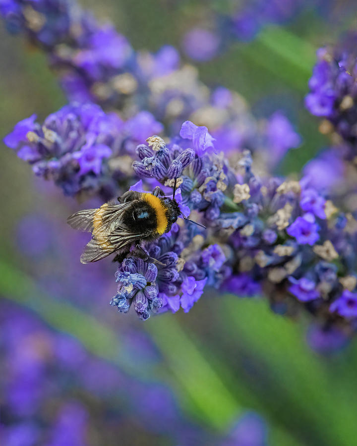 Busy Bumble Bee Photograph by Charnwood Photography Fine Art
