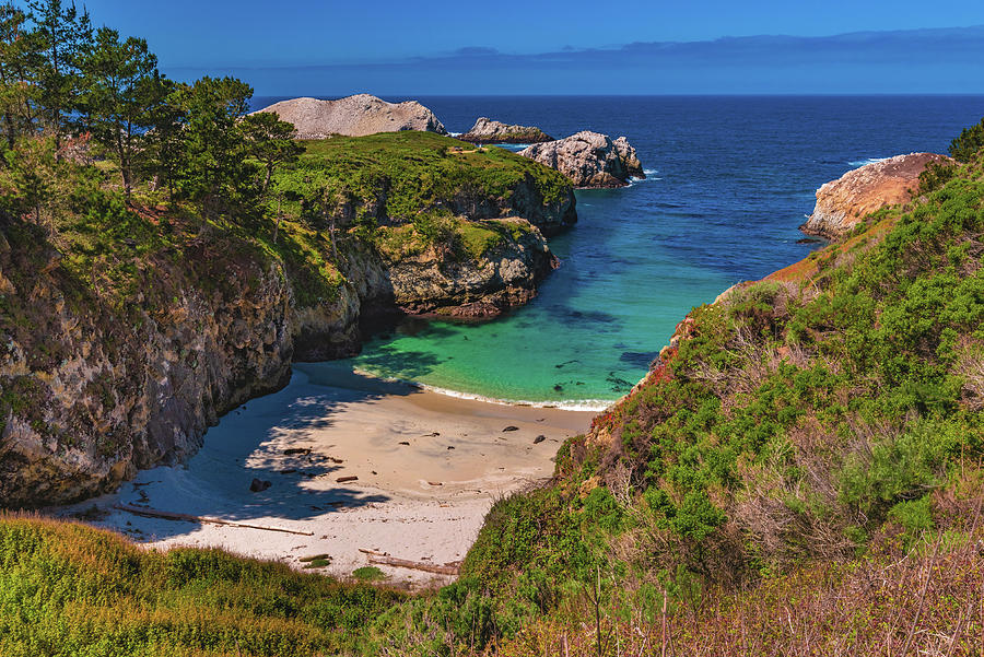 China Cove Seals, Point Lobos, California #1 Photograph by Abbie Warnock