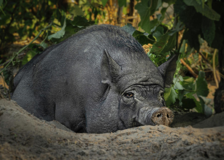 Contented Boar in Vineyard Shade #2 Photograph by Charnwood Photography Fine Art