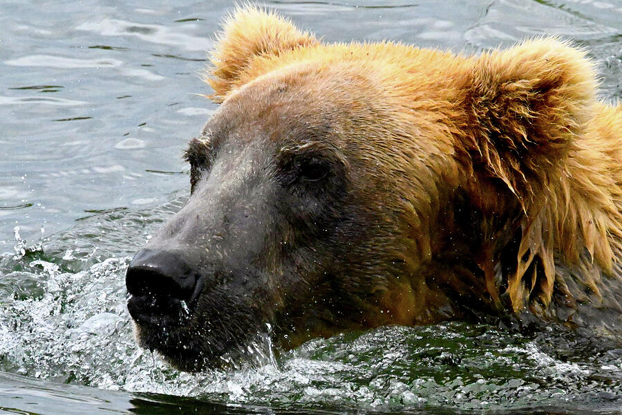 Cruising #1 Photograph by Harry Banks