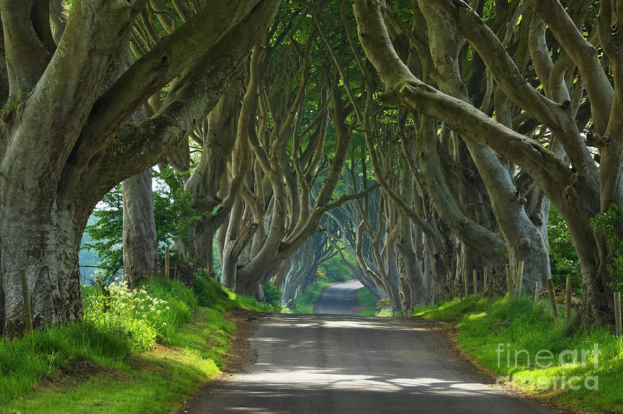 Dark Hedges, County Antrim, Northern Ireland #2 Photograph by Neale And Judith Clark