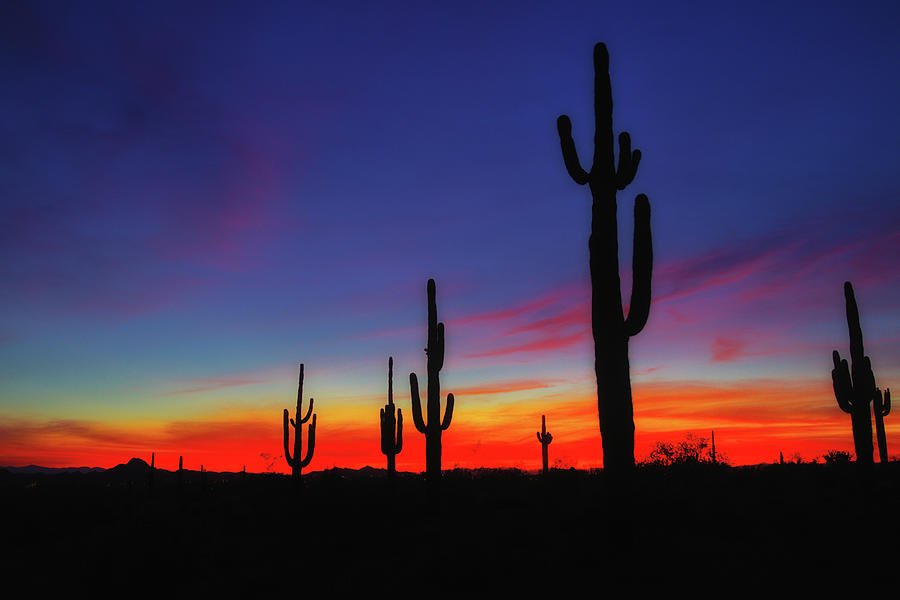 Desert Sunset #1 Photograph by Bob Falcone