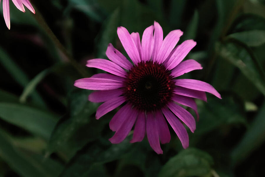 Flower photography of coneflower Photograph by Nature Oil Painting
