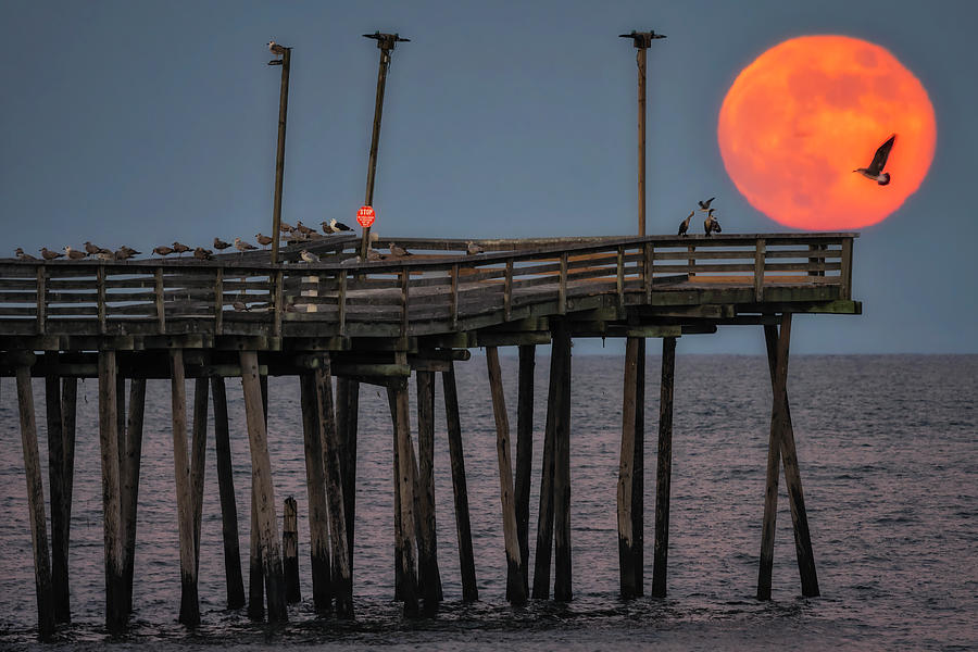 Full Beaver Moon VA #2 Photograph by Susan Candelario