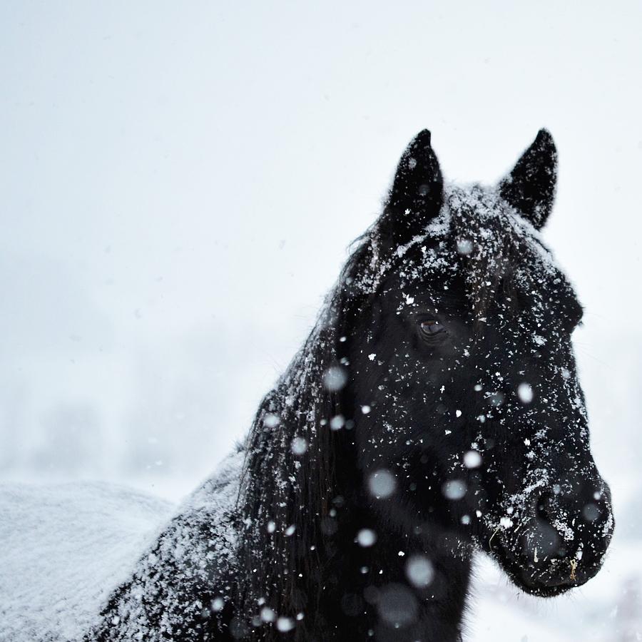 Gaucho #1 Photograph by Alden White Ballard