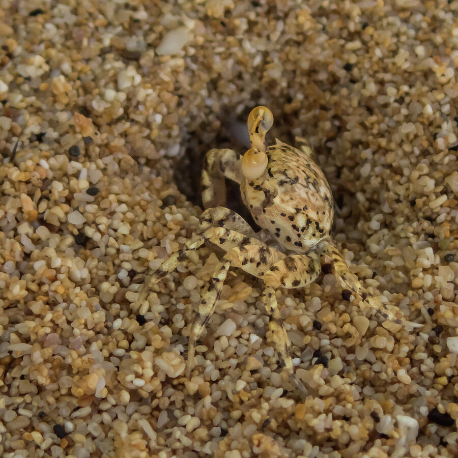Ghost Crab at Home in Hole Photograph by Nancy Gleason
