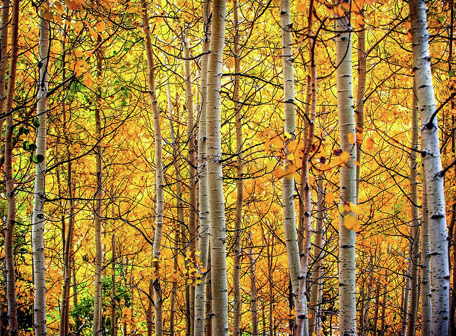 Golden Aspens #1 Photograph by Abbie Warnock