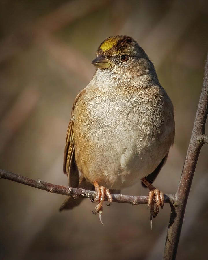 Golden-crowned Sparrow #1 Photograph by Joe Fisher