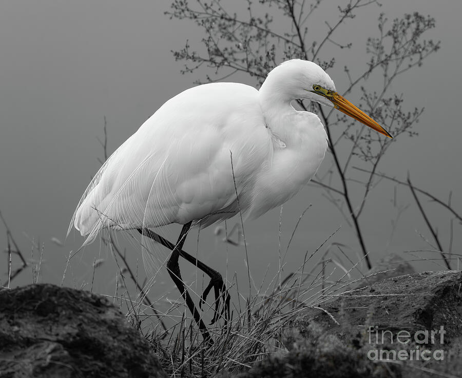 Great Egret #1 Photograph by Helo Art
