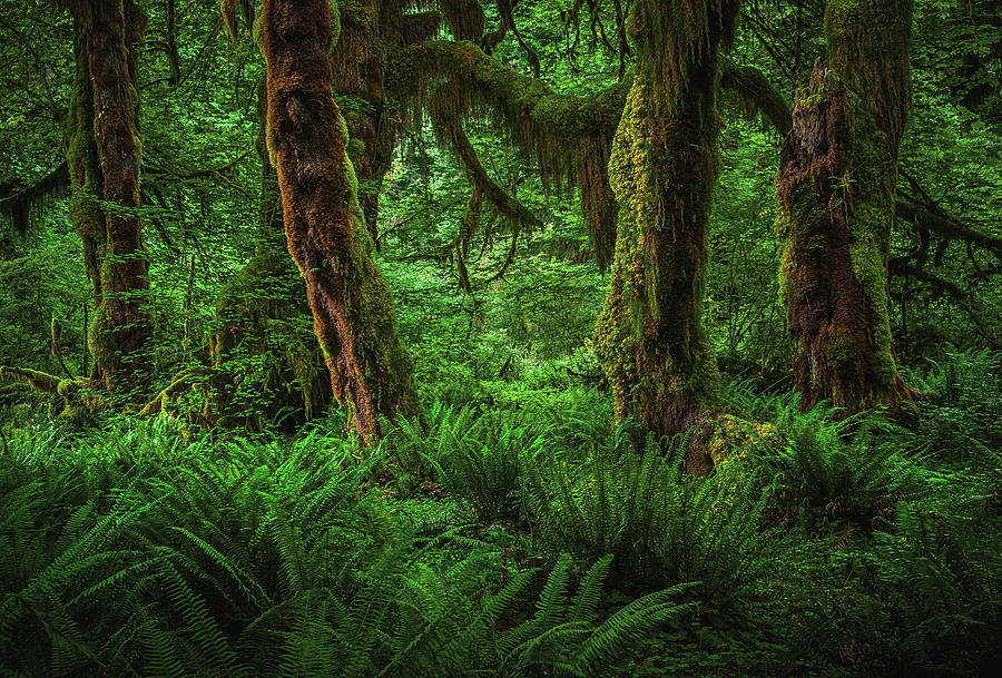 Hall of Mosses Trunks - Hoh Rainforest, Washington State #1 Photograph by Abbie Warnock