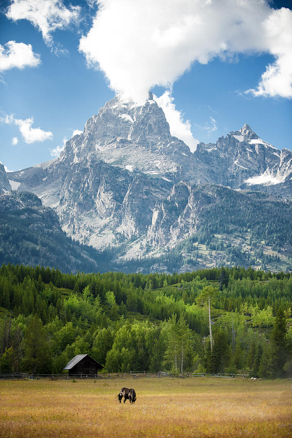 Horse grazing in Grand Teton National Park, Wyoming. #1 Photograph by Carmen Martínez Torrón