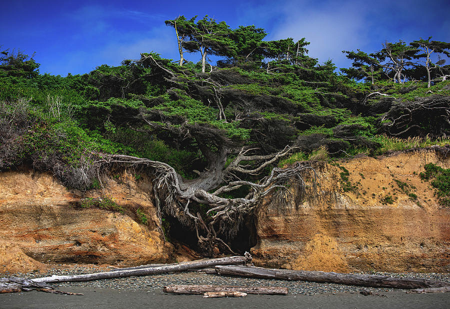 Kalaloch Tree of Life Root Cave 2, Washington #1 Photograph by Abbie Warnock