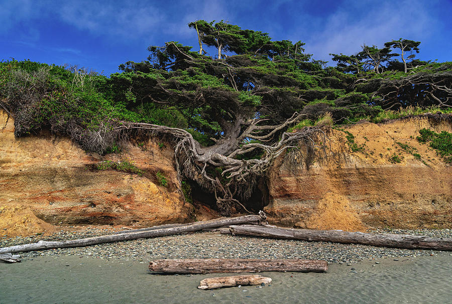 Kalaloch Tree of Life Root Cave, Washington #1 Photograph by Abbie Warnock