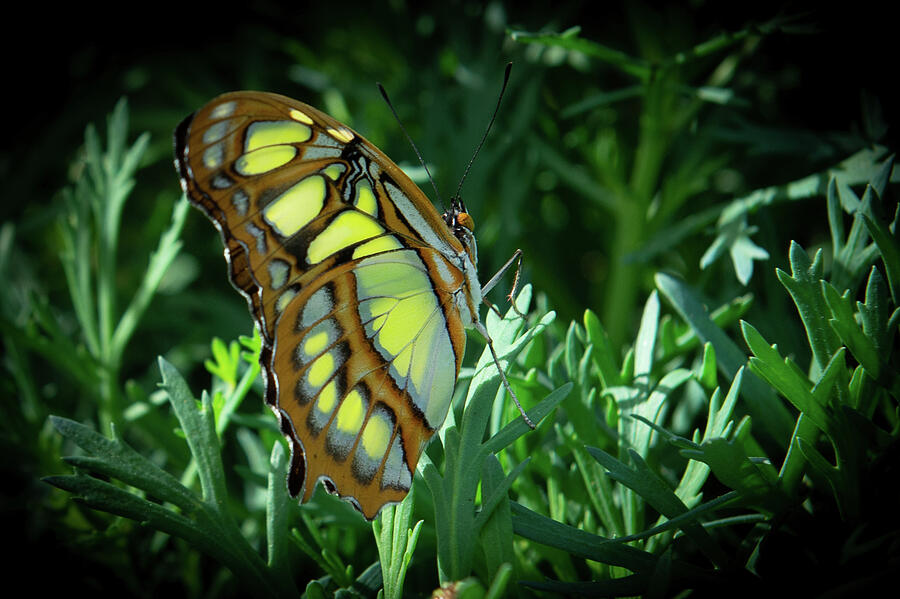 Winged Beauty Like Tiffany Lamp Shade Photograph by Bonnie Colgan