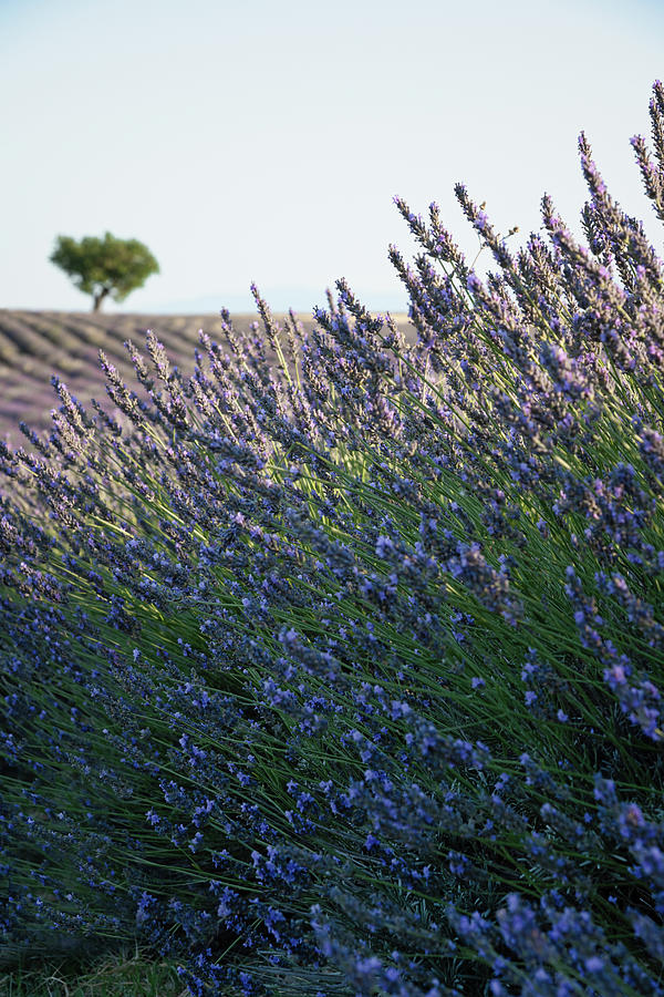 Lone tree and the Lavender Field Provence #2 Photograph by Charnwood Photography Fine Art