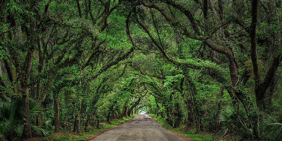 Low Country Calling #1 Photograph by Maryanne Keeling