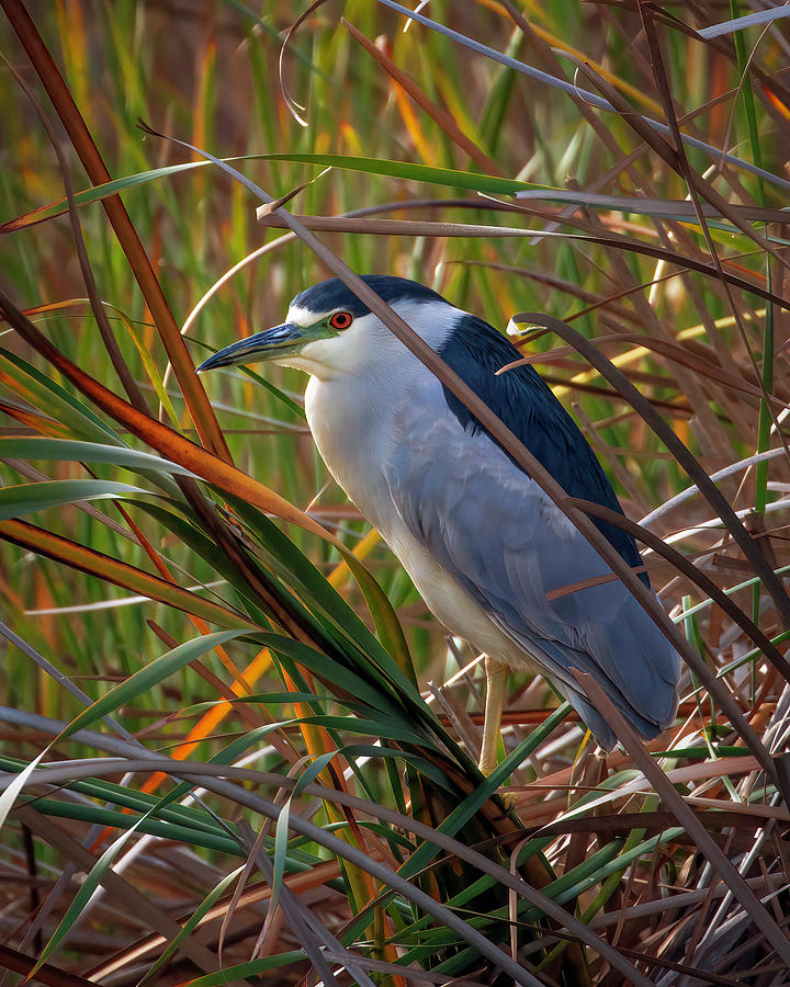 Night Heron  #1 Photograph by Joe Fisher