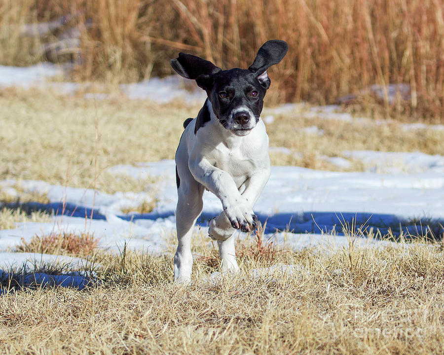 On The Run #1 Photograph by Shirley Dutchkowski
