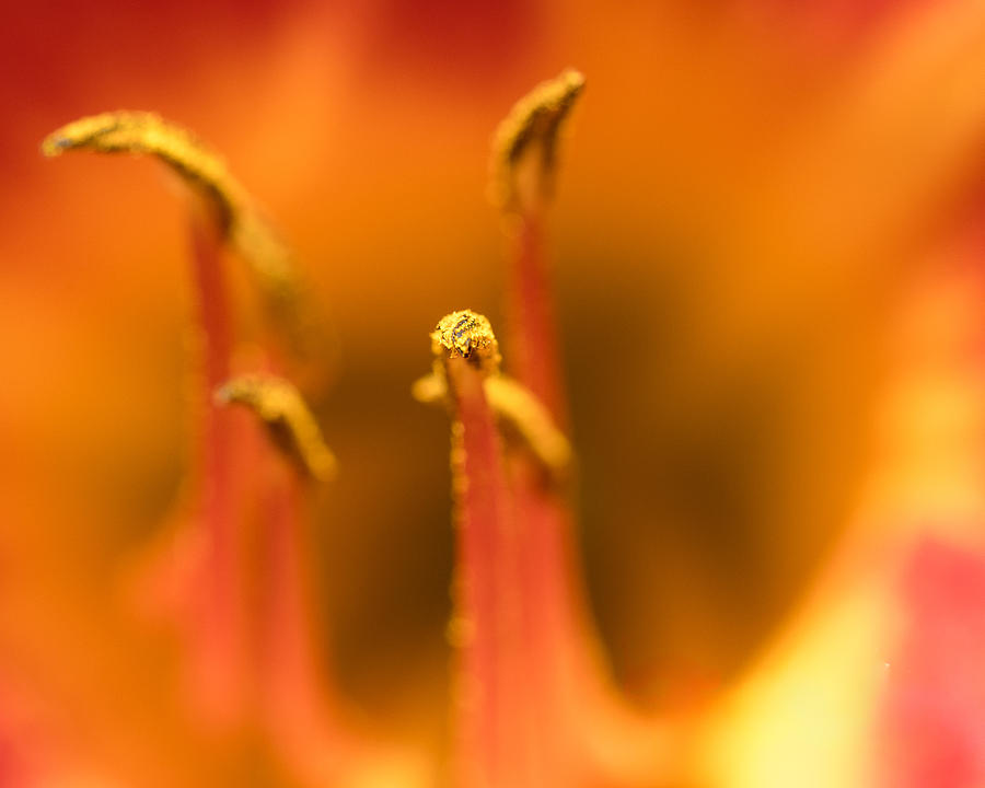 Orange Stamen #1 Photograph by Robert Allen Hill