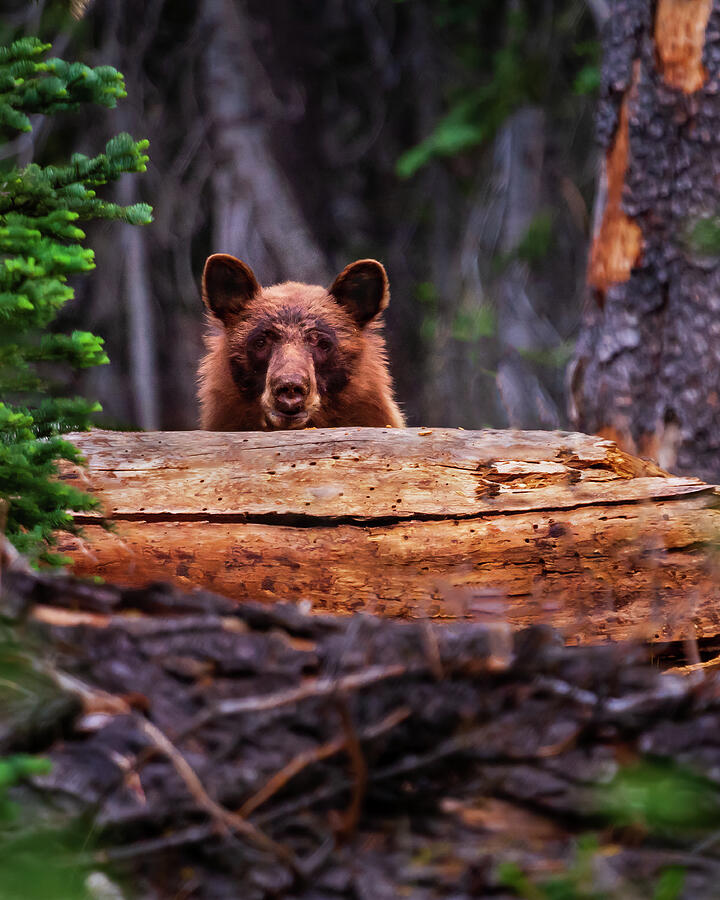 Peek-a-Boo Boo 2 - Black Bear in Lassen Volcanic National Park Photograph by Mike Lee