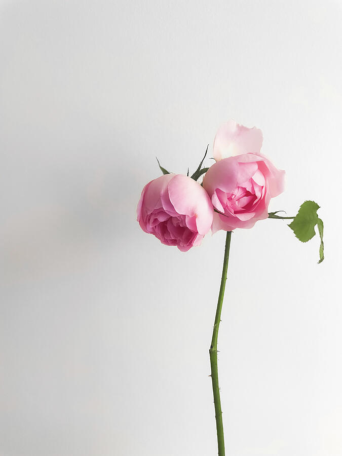Pink Innocence- Rose Photograph by Anorel