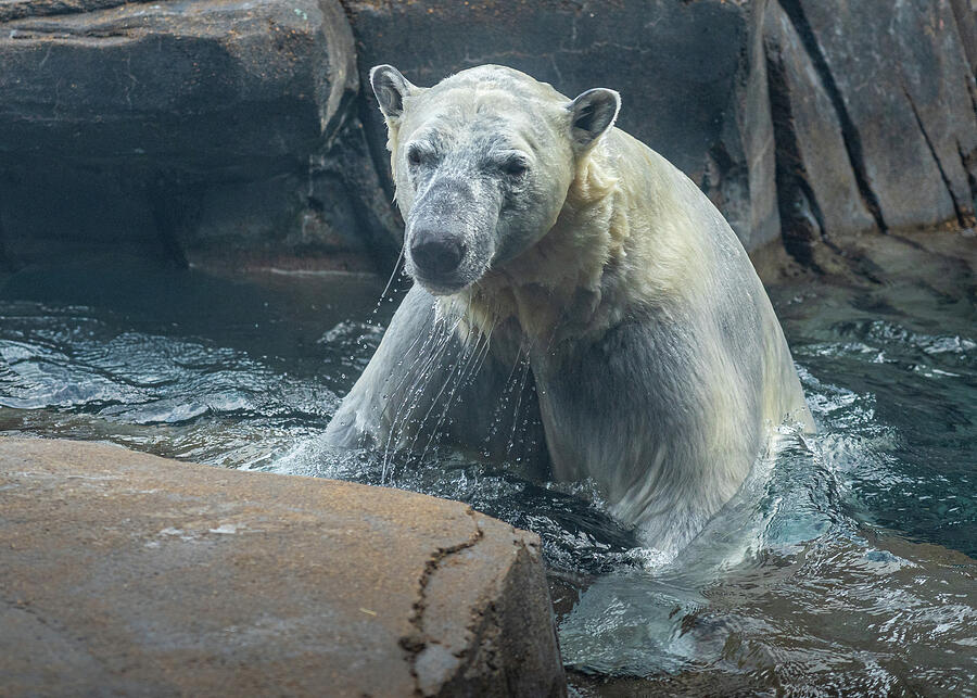 Polar Bear in a Rocky Habitat Photograph - Polar Bear 02 #1 by Dave King