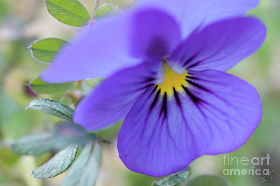 Purple Bells #1 Photograph by D Lee