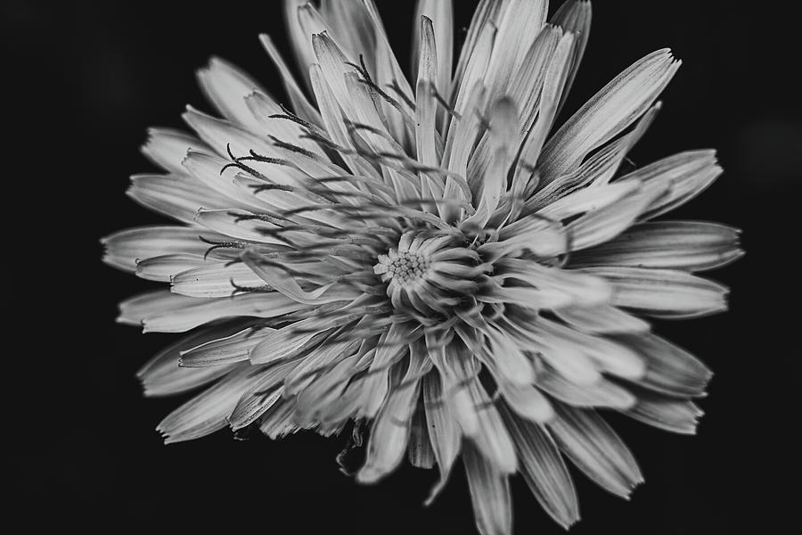 Reaching for growth #1 Photograph by Nova Rae