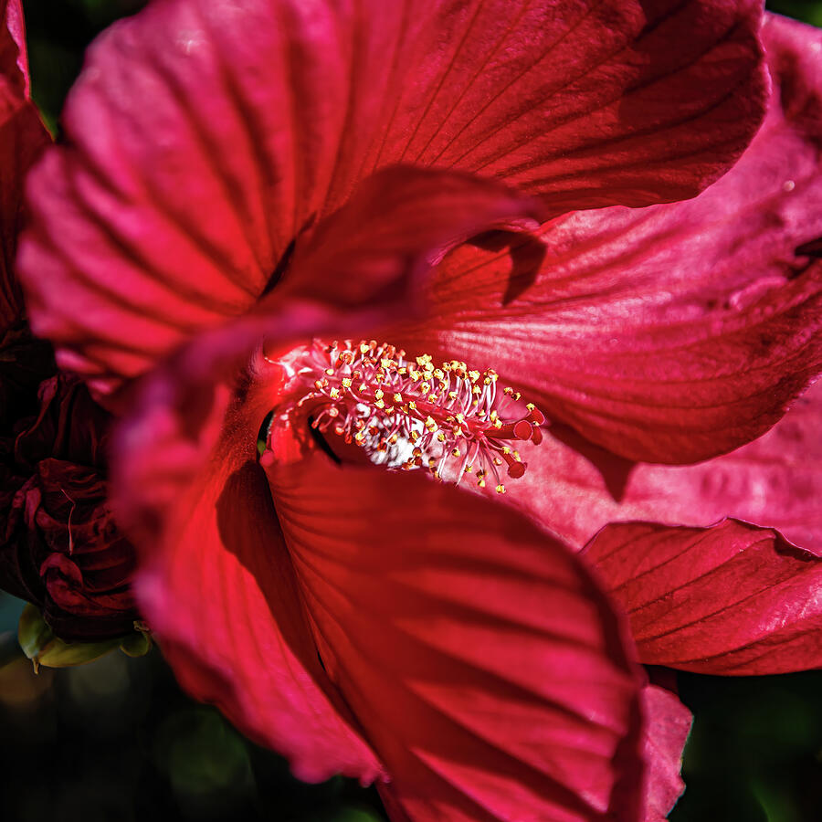 Close-Up of a Vibrant Hibiscus Photograph - Red Hibiscus #1 by Shirley Mitchell