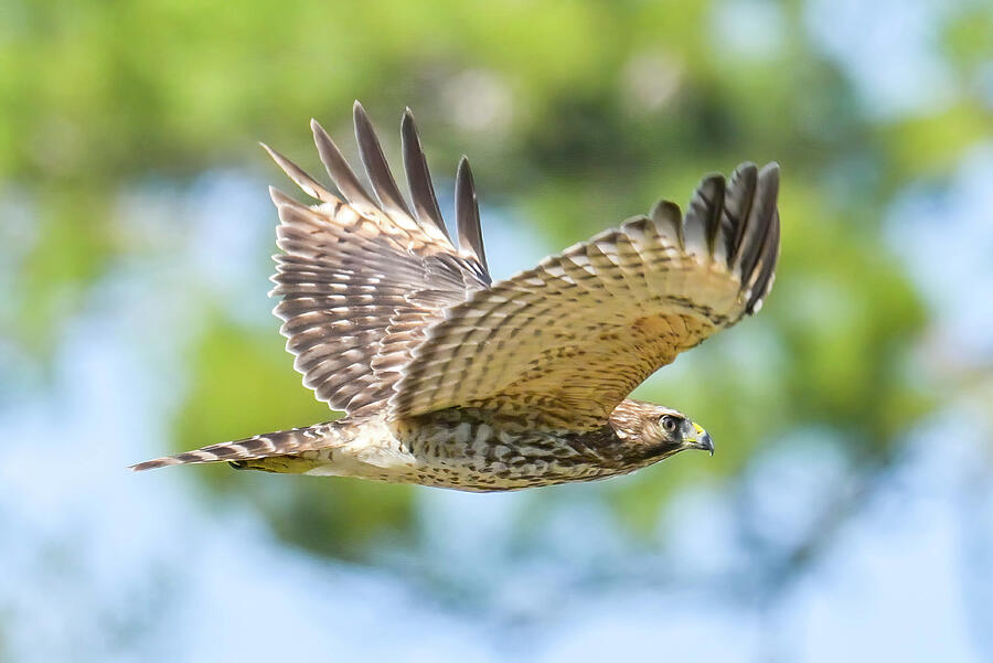 Red-shouldered Hawk in Flight #1 Photograph by Michael Warren
