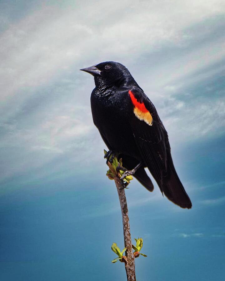 Red Winged Blackbird #1 Photograph by Steven Ralser